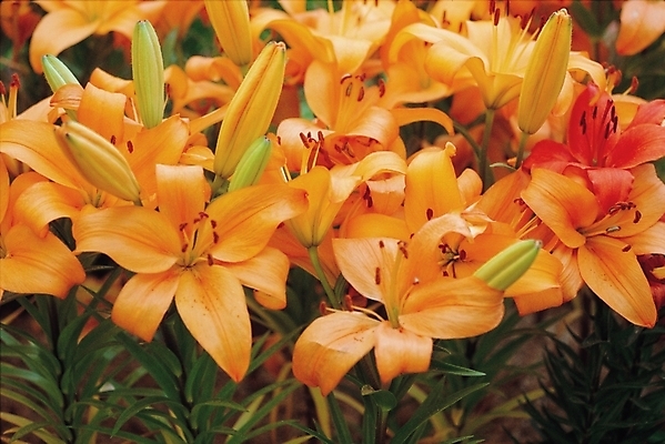 포토 JPG 주간 식물 꽃 여러송이 여름꽃 자연 사람없음 야외 주황색 백합 나리 나리꽃 참나리 국내포토 자연요소 컬러 다수 생태계 파일형식 여름_계절