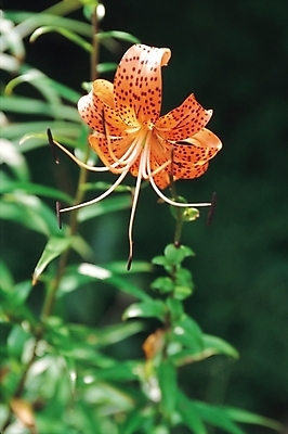 포토 JPG 주간 식물 꽃 한송이 여름꽃 자연 사람없음 야외 주황색 백합 나리 나리꽃 참나리 국내포토 자연요소 1 컬러 생태계 송이 파일형식 여름_계절