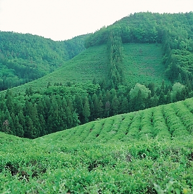 포토 JPG 주간 나무 웰빙 백그라운드 밭 자연 산 풍경 사람없음 야외 초록색 파란색 숲 녹차밭 보성 보성녹차밭 차밭 국내포토 자연요소 식물 컬러 농업 녹차 전라남도 생태계 파일형식