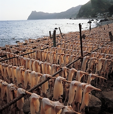 포토 JPG 주간 바다 자연 산 연체동물 건조 풍경 해변 사람없음 야외 오징어 어촌 울릉도 울릉도오징어 국내포토 자연요소 섬 무척추동물 수중동물 시골 경상북도 생태계 파일형식