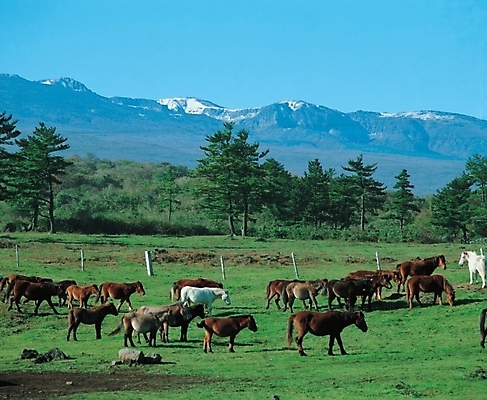 포토 JPG 주간 동물 척추동물 육지동물 여러마리 포유류 자연 하늘 산 풍경 초원 사람없음 야외 농장 가축 말_동물 숲 조랑말 국내포토 자연요소 다수 농업 생태계 파일형식