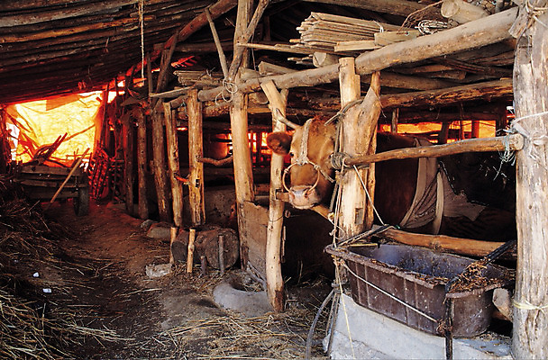 포토 JPG 주간 동물 척추동물 육지동물 포유류 사람없음 야외 가축 농촌 소 축사 외양간 여물통 국내포토 자연요소 건축물 시골 축산업 파일형식