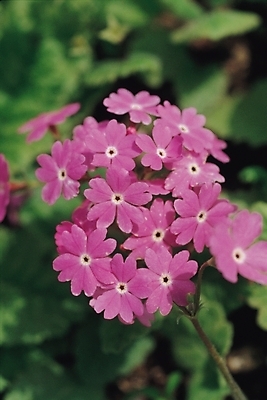 포토 JPG 주간 식물 꽃 여러송이 봄꽃 자연 사람없음 야외 자주색 앵초 국내포토 자연요소 컬러 다수 봄 생태계 파일형식