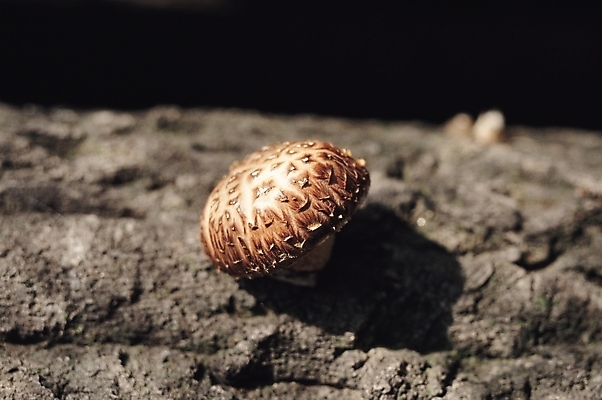 포토 JPG 주간 나무 식물 채소 식재료 사람없음 야외 버섯 유기농 식용버섯 나무껍질 표고버섯 국내포토 자연요소 웰빙 껍질 파일형식