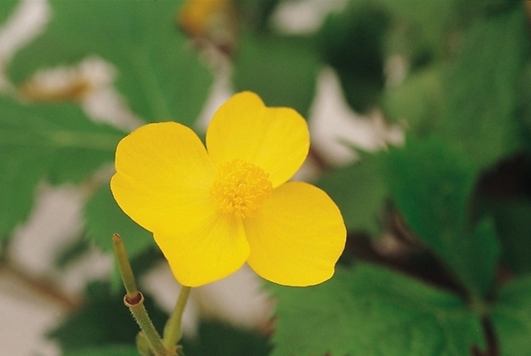 포토 JPG 주간 식물 사계절 계절 꽃 한송이 자연 근접촬영 사람없음 야외 여름 노란색 매미꽃 피나물 국내포토 자연요소 1 뷰포인트 컬러 생태계 송이 파일형식