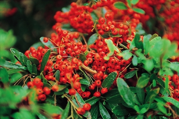 포토 JPG 주간 식물 열매 꽃 자연 나뭇잎 사람없음 야외 빨간색 피라칸타 국내포토 자연요소 컬러 잎 생태계 파일형식