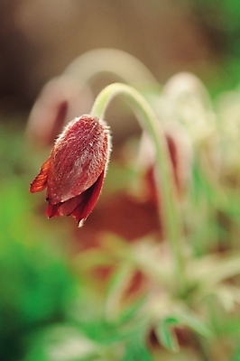 포토 JPG 주간 식물 꽃 한송이 자연 사람없음 야외 할미꽃 적자색 국내포토 자연요소 1 컬러 생태계 송이 파일형식