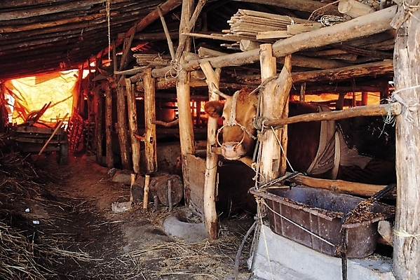 포토 JPG 주간 동물 척추동물 육지동물 포유류 자연 사람없음 야외 농장 가축 농촌 소 축사 한우 외양간 여물통 국내포토 자연요소 건축물 농업 소고기 시골 축산업 생태계 파일형식