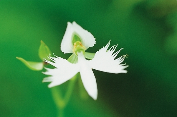 포토 JPG 주간 식물 꽃 한송이 자연 근접촬영 사람없음 야외 흰색 난초 해오라비난초 국내포토 자연요소 1 뷰포인트 컬러 생태계 송이 파일형식