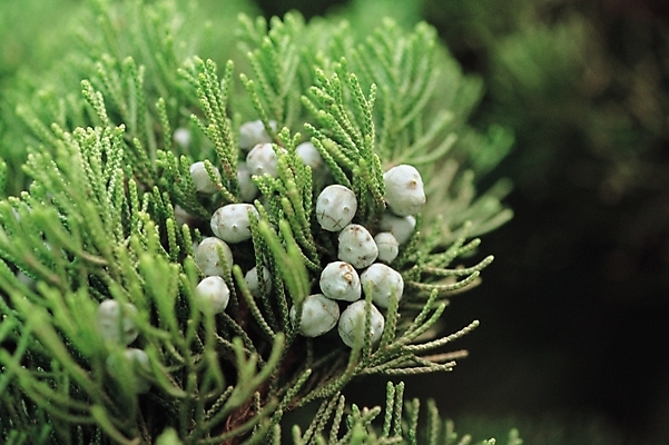 포토 JPG 주간 나무 식물 열매 자연 근접촬영 사람없음 야외 초록색 흰색 향나무 향나무열매 국내포토 자연요소 뷰포인트 컬러 생태계 파일형식