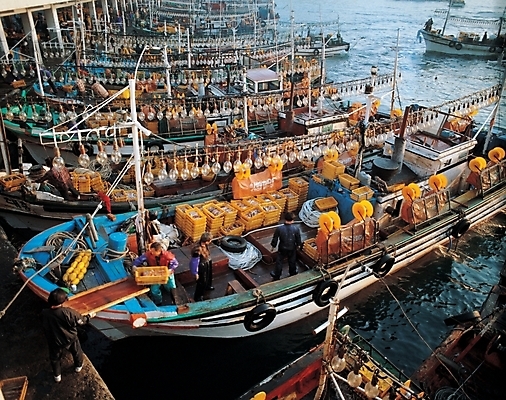 포토 JPG 주간 공공시설 남자 산업 바다 교통 수상교통 전구 작업복 어업 야외 항구 운송업 작업 어선 어부 오징어 오징어배 선박 남자만 국내포토 자연요소 직업 옷 교통수단 배_교통 교통시설 연체동물 사람 수중동물 시설 파일형식