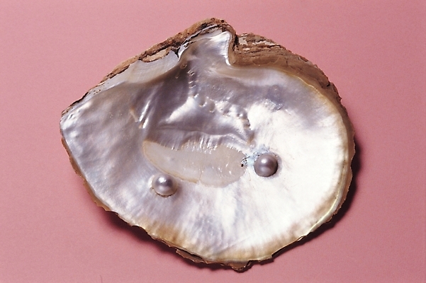 포토 JPG 잡화 장신구 조개 어패류 실내 사람없음 장식 광석 보석 오브젝트 진주 진주조개 국내포토 동물 내부 파일형식