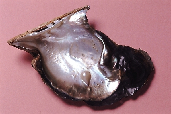 포토 JPG 잡화 장신구 조개 어패류 실내 사람없음 장식 광석 보석 오브젝트 진주 진주조개 국내포토 동물 내부 파일형식