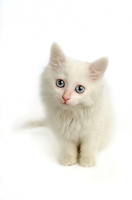 포토 JPG 스튜디오촬영 동물 척추동물 한마리 육지동물 포유류 사람없음 반려동물 고양이 터키시앙고라 반려 반려묘 국내포토 1 실내 파일형식