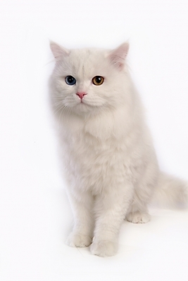 포토 JPG 스튜디오촬영 동물 척추동물 한마리 육지동물 포유류 사람없음 반려동물 고양이 터키시앙고라 반려 오드아이 반려묘 국내포토 1 실내 파일형식