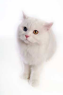 포토 JPG 스튜디오촬영 동물 척추동물 한마리 육지동물 포유류 사람없음 반려동물 고양이 터키시앙고라 반려 오드아이 반려묘 국내포토 1 실내 파일형식