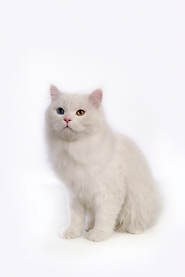 포토 JPG 스튜디오촬영 동물 척추동물 한마리 육지동물 포유류 사람없음 반려동물 고양이 터키시앙고라 반려 오드아이 반려묘 국내포토 1 실내 파일형식