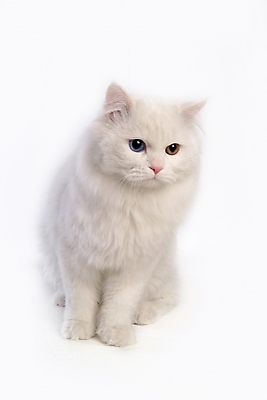 포토 JPG 스튜디오촬영 동물 척추동물 한마리 육지동물 포유류 사람없음 반려동물 고양이 터키시앙고라 반려 오드아이 반려묘 국내포토 1 실내 파일형식