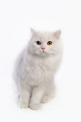 포토 JPG 스튜디오촬영 동물 척추동물 한마리 육지동물 포유류 사람없음 반려동물 고양이 터키시앙고라 반려 오드아이 반려묘 국내포토 1 실내 파일형식