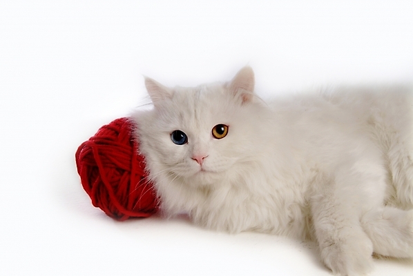 포토 JPG 스튜디오촬영 동물 척추동물 한마리 육지동물 포유류 사람없음 반려동물 고양이 털실 터키시앙고라 실뭉치 반려 오드아이 반려묘 국내포토 1 실내 실 파일형식