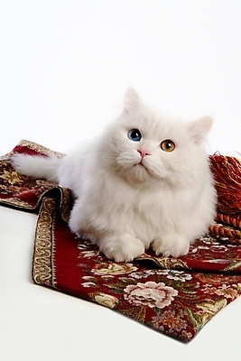 포토 JPG 스튜디오촬영 동물 척추동물 한마리 육지동물 포유류 사람없음 책 반려동물 고양이 카펫 터키시앙고라 반려 오드아이 반려묘 국내포토 1 실내 파일형식