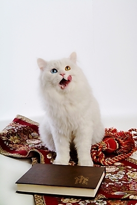 포토 JPG 스튜디오촬영 동물 척추동물 한마리 육지동물 포유류 사람없음 책 반려동물 고양이 카펫 터키시앙고라 반려 오드아이 반려묘 국내포토 1 실내 파일형식