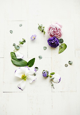 포토 JPG 스튜디오촬영 식물 꽃 백그라운드 잎 실내 사람없음 데이지 리시안셔스 유칼립투스 작약 국내포토 내부 파일형식