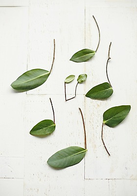 포토 JPG 스튜디오촬영 식물 백그라운드 잎 음표 실내 사람없음 국내포토 기호 음악 내부 파일형식