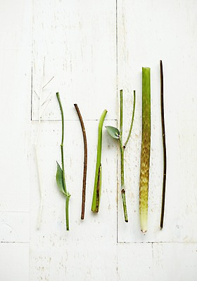 포토 JPG 스튜디오촬영 식물 백그라운드 잎 자연 실내 사람없음 나뭇가지 국내포토 나무 내부 생태계 파일형식