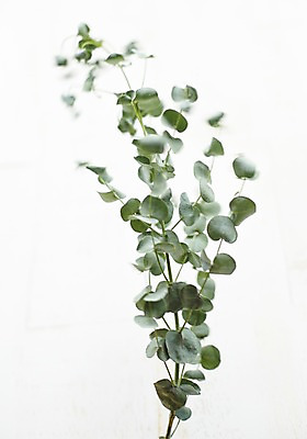 포토 JPG 스튜디오촬영 식물 백그라운드 잎 자연 실내 사람없음 나뭇가지 유칼립투스 국내포토 나무 내부 생태계 파일형식