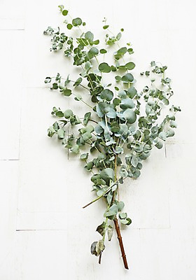 포토 JPG 스튜디오촬영 식물 백그라운드 잎 실내 사람없음 나뭇가지 유칼립투스 국내포토 나무 내부 파일형식