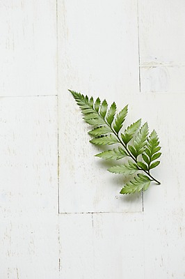 포토 JPG 스튜디오촬영 식물 백그라운드 잎 실내 사람없음 노무라 국내포토 나뭇잎 내부 파일형식