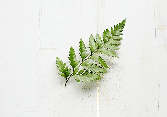 포토 JPG 스튜디오촬영 식물 백그라운드 잎 실내 사람없음 노무라 국내포토 나뭇잎 내부 파일형식