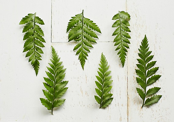 포토 JPG 스튜디오촬영 식물 백그라운드 잎 실내 사람없음 노무라 국내포토 나뭇잎 내부 파일형식