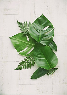 포토 JPG 스튜디오촬영 식물 백그라운드 잎 실내 사람없음 노무라 국내포토 나뭇잎 내부 파일형식