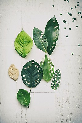 포토 JPG 스튜디오촬영 식물 백그라운드 잎 자연 나뭇잎 실내 사람없음 국내포토 내부 생태계 파일형식