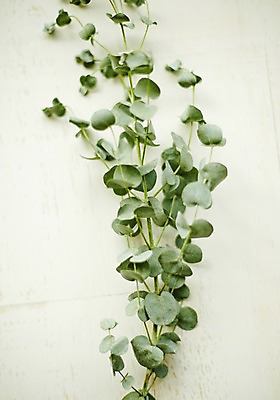 포토 JPG 스튜디오촬영 식물 백그라운드 잎 자연 실내 사람없음 유칼립투스 국내포토 내부 생태계 파일형식