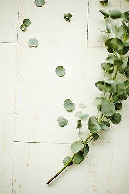 포토 JPG 스튜디오촬영 식물 백그라운드 잎 자연 실내 사람없음 유칼립투스 국내포토 내부 생태계 파일형식