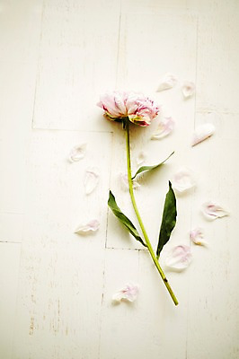 포토 JPG 스튜디오촬영 식물 꽃잎 꽃 백그라운드 잎 한송이 실내 사람없음 작약 국내포토 1 내부 송이 파일형식