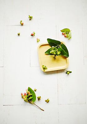 포토 JPG 스튜디오촬영 식물 꽃 백그라운드 잎 실내 사람없음 하이베리컴 국내포토 내부 파일형식