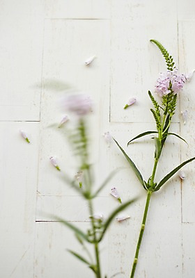 포토 JPG 스튜디오촬영 식물 꽃 백그라운드 잎 실내 사람없음 흔들림 국내포토 모션 내부 파일형식