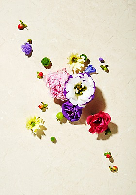 포토 JPG 스튜디오촬영 식물 꽃 백그라운드 잎 실내 사람없음 수국 리시안셔스 노루오줌 국내포토 내부 파일형식