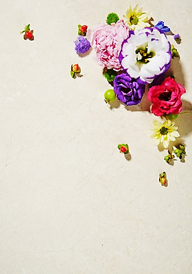 포토 JPG 스튜디오촬영 식물 꽃 백그라운드 잎 실내 사람없음 수국 리시안셔스 노루오줌 국내포토 내부 파일형식