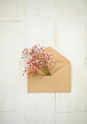 포토 JPG 스튜디오촬영 식물 꽃 배경화면 백그라운드 봉투 편지봉투 실내 사람없음 안개꽃 국내포토 내부 편지 한해살이풀 파일형식