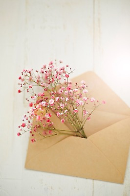 포토 JPG 스튜디오촬영 식물 꽃 백그라운드 봉투 편지봉투 실내 사람없음 안개꽃 국내포토 내부 편지 한해살이풀 파일형식