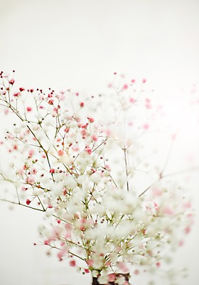 포토 JPG 스튜디오촬영 식물 꽃 백그라운드 실내 근접촬영 사람없음 안개꽃 국내포토 뷰포인트 내부 한해살이풀 파일형식