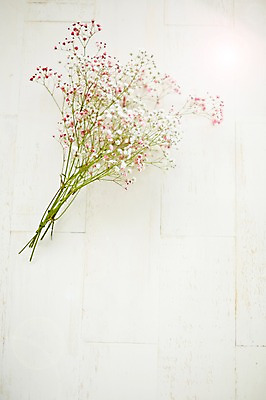 포토 JPG 스튜디오촬영 식물 꽃 백그라운드 잎 실내 사람없음 안개꽃 국내포토 내부 한해살이풀 파일형식