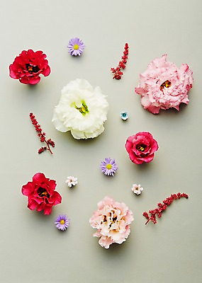 포토 JPG 스튜디오촬영 식물 꽃잎 꽃 백그라운드 실내 사람없음 데이지 리시안셔스 국내포토 내부 파일형식