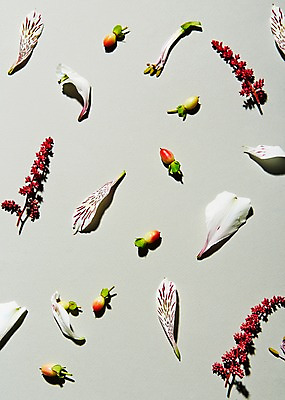 포토 JPG 스튜디오촬영 식물 꽃잎 꽃 백그라운드 잎 실내 사람없음 리시안셔스 하이베리컴 국내포토 내부 파일형식