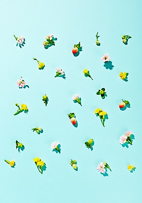 포토 JPG 스튜디오촬영 식물 꽃 백그라운드 잎 실내 사람없음 하이베리컴 국내포토 내부 파일형식